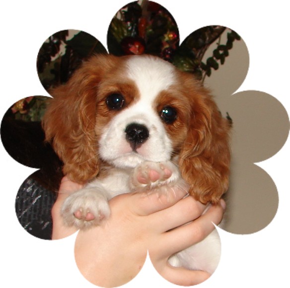 Example of Cavalier Puppies available. 